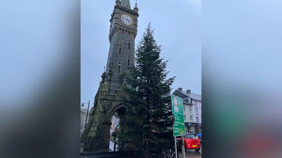 Llun o goeden Nadolig mawr o flaen cloc mawr Machynlleth sydd ar ben tŵr.
