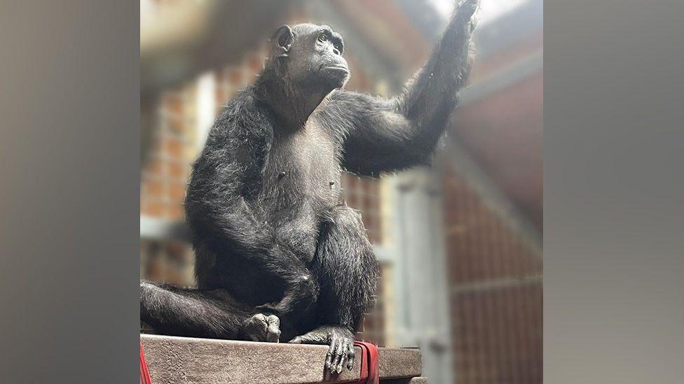 Chocolat stood on a ledge at her new home in Monkey World