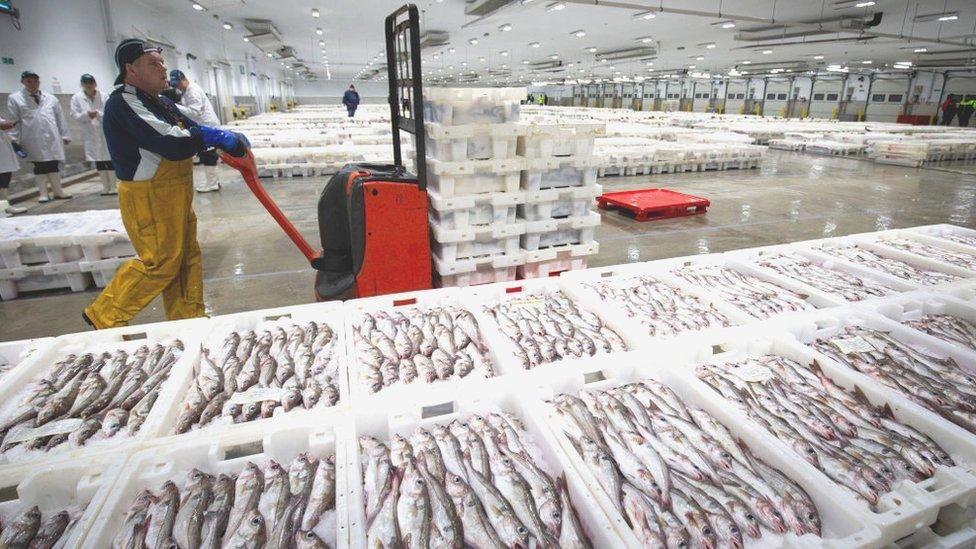 Worker pushes a trolley in a large warehouse of fish.