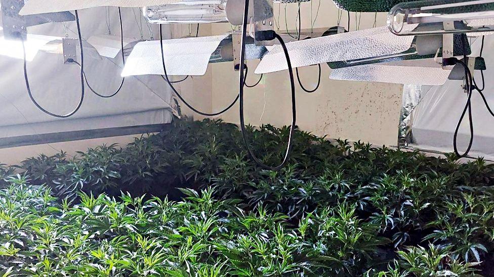 Green cannabis plants packed inside a room, with heaters and ventilation fans above them.