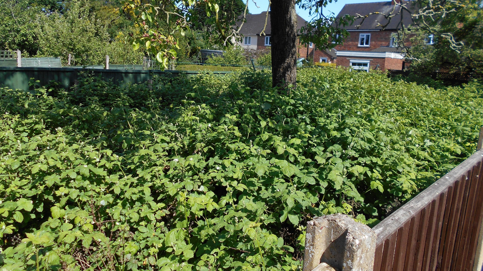 A house with a very overgrown garden with a tree in the centre of it.