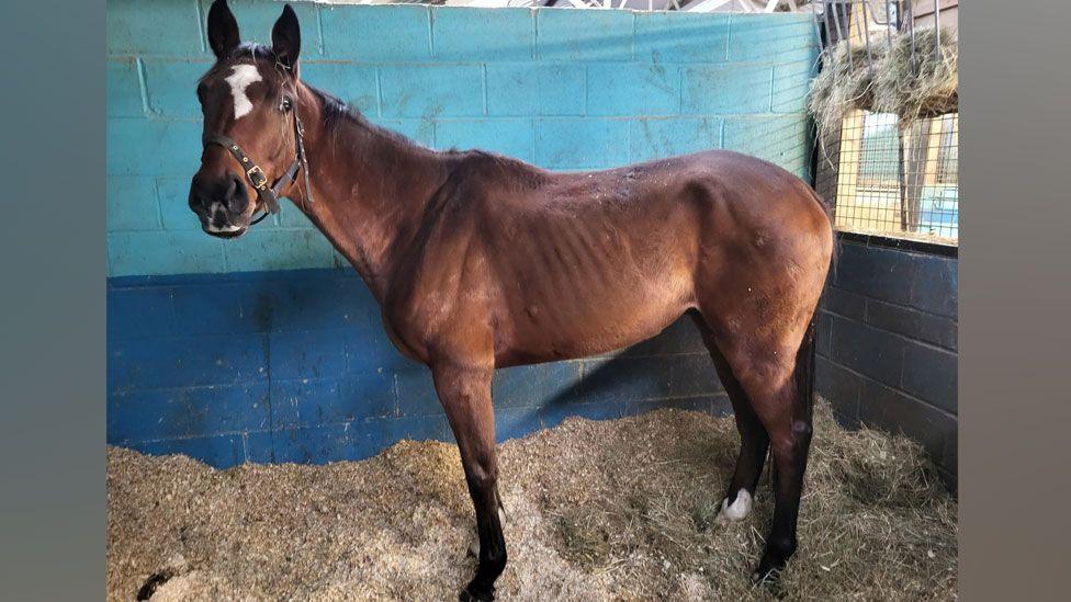 An Irish Thoroughbred standing in a stable on hay and sawdust. It is brown coloured and has a white flash on its nose and a long black tail. It has turned its head towards the viewer. Its ribs can be seen sticking out. 