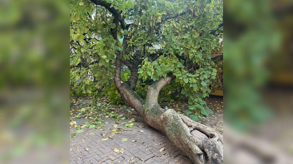 The fallen tree lying on the ground. It has a large trunk with light bark and bright green leaves. It also has fairy lights wrapped around it's branches.