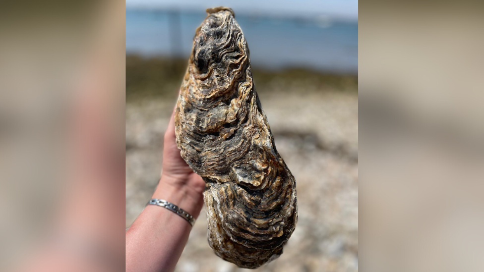 The giant oyster pictured in someone's hand