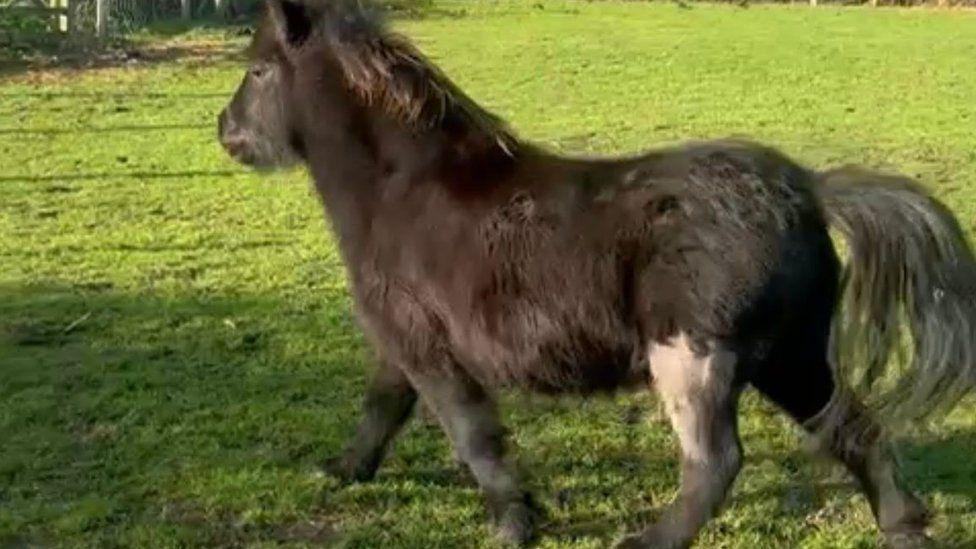 Black, small fluffy  pony in grassy field his left hind leg is shaved at the top.