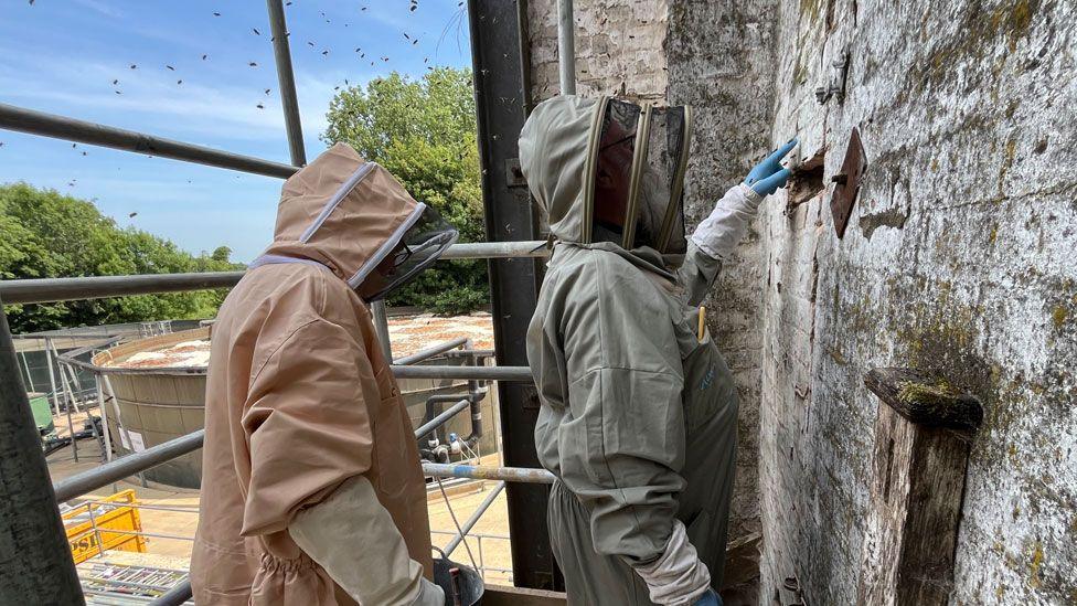 Chris Fulford and Steve Barrett standing on scaffolding against a brick wall. Chris is on the left and is dressed in a pale pink beekeeper all in one suit and Steve is on the right and is wearing a grey all in one beekeeper suits. They are both examining the wall. A few bees can be seen flying above their head.