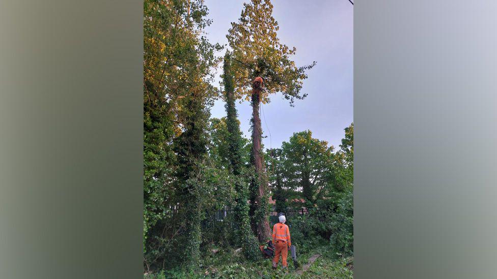 Workman cutting down the tree