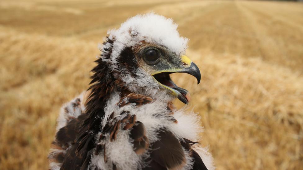 UK's rarest bird of prey rears new chicks in secret location