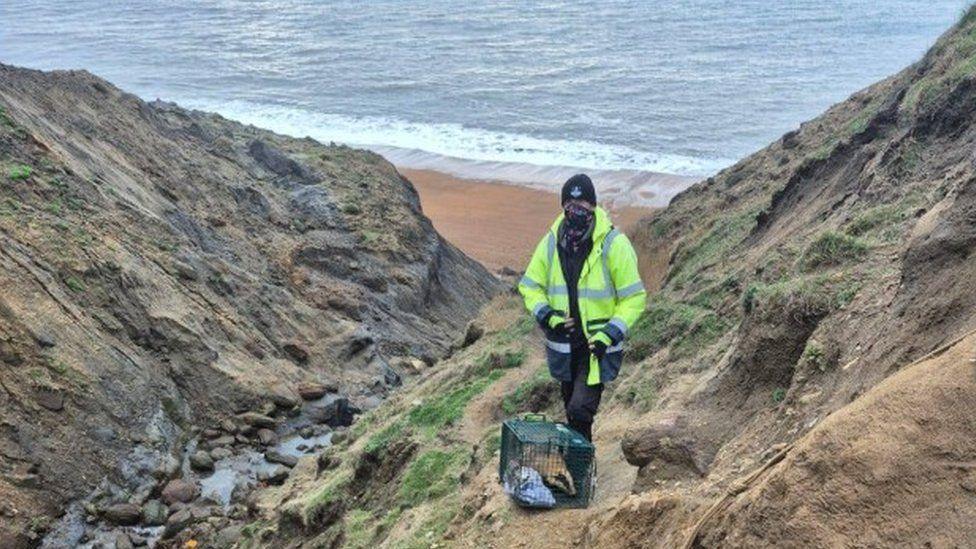 Person in high-vis coat standing at top of cliff with green cage at their feet and badger inside.