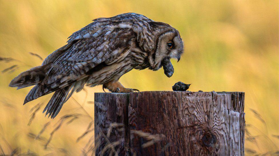 Long eared owl 