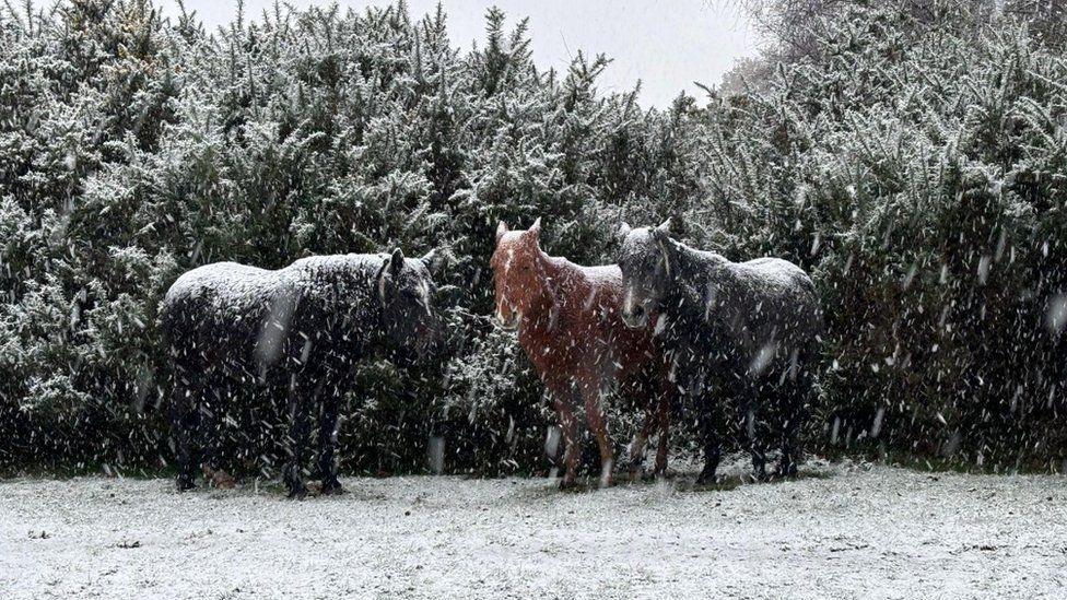 Three ponies in a line with snow falling and trees behind.