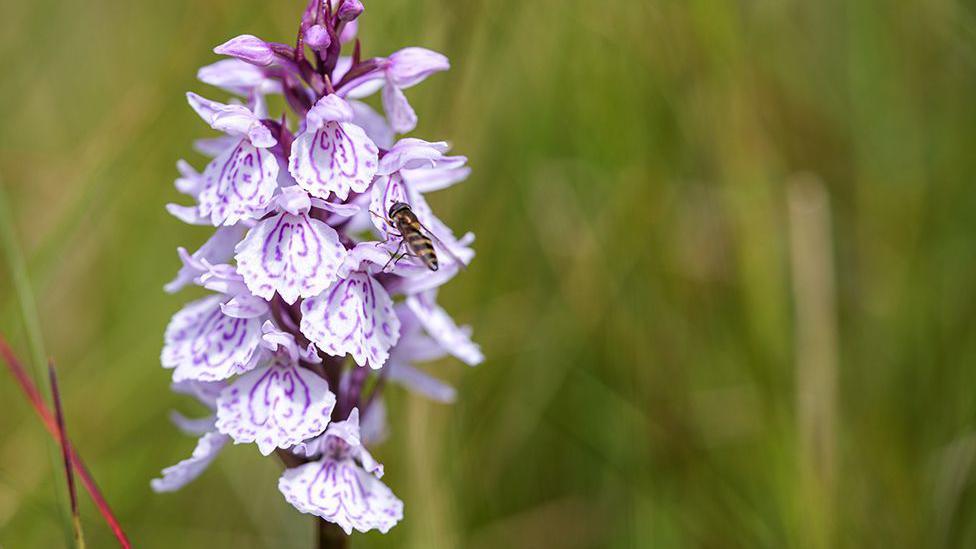 Heath Spotted-Orchid