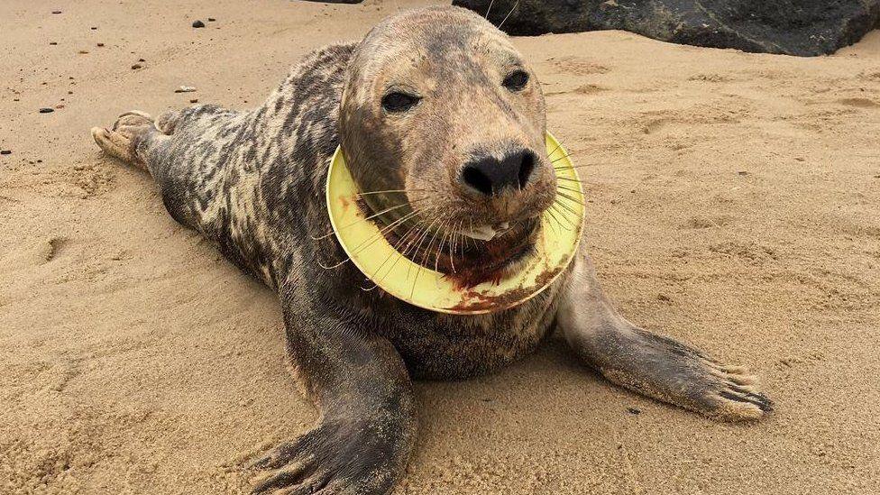 A seal with a yellow plastic ring around its neck