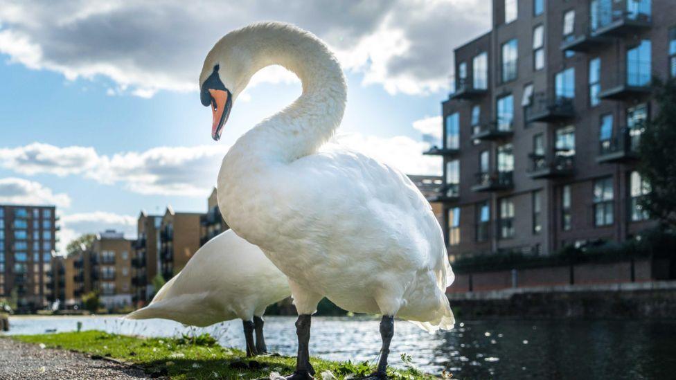 Two swans standing on the edge of a canal. Behind them are a number of modern apartment buildings