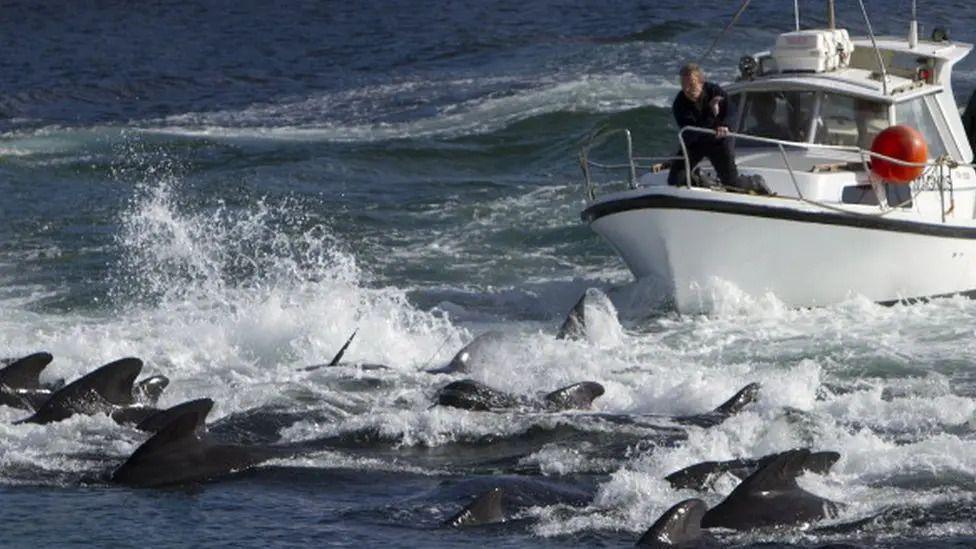 A man standing at the front of a white boat. The boat is in the right top corner of the image, pointing towards the left. Below are about 25 whales in blue water, splashing