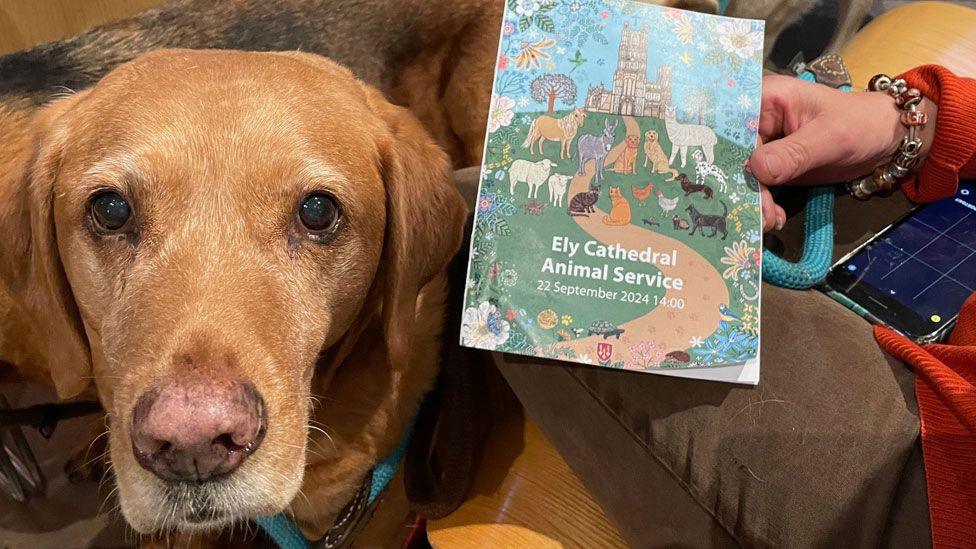 A close-up of a yellow labrador retriever, looking at the camera, with a woman's hand holding a colourful service sheet saying "Ely Cathedral Animal Service"