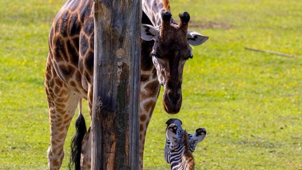 Makeda nose to nose with a zebra outside at Marwell Zoo