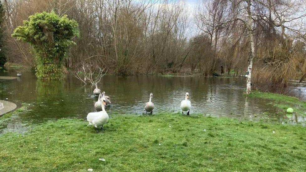 A flooded lawn with swans and cygnets walking around on it.