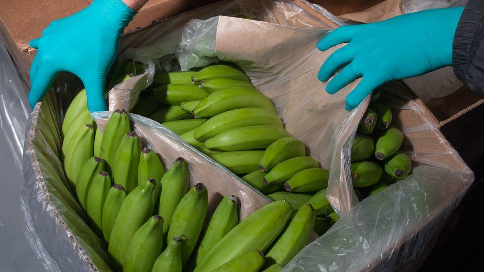 Someone wearing turquoise protective gloves holds open a cardboard box filled with bananas