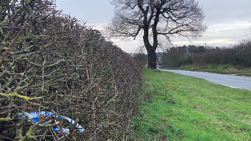 A piece of police tape stuck in a hedge by the side of a road, with a tree to the left of the road