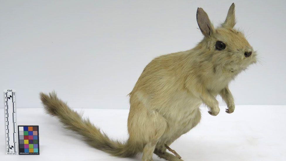 A spring hare which is a rabbit-sized bipedal rodent. It is standing on its powerful back legs and its small front legs are held under its chest. It has a long tail, like a thinner squirrel's tail, and its ears are alert