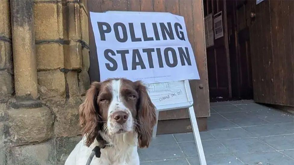 Gib, the Springer/Cocker outside a polling station