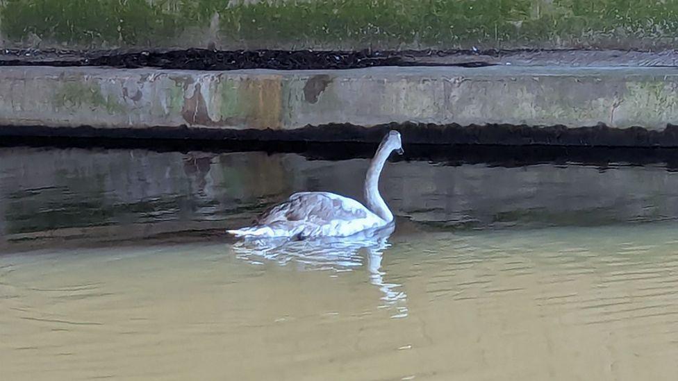 The cygnet, with white and grey feathers swimming in the canal water after being freed