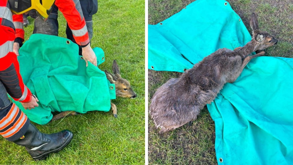 A deer being recued by firefighters