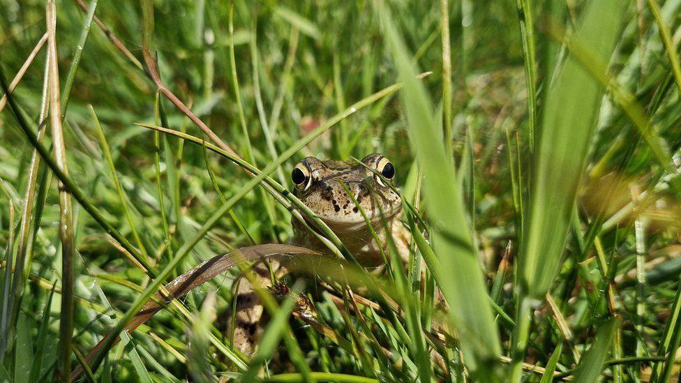 Froglet at Edzell Woods