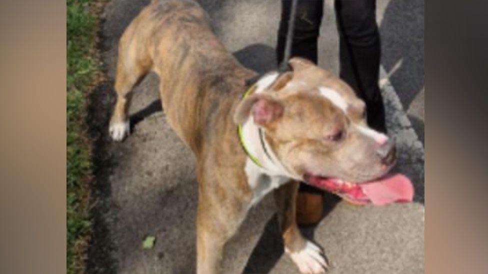 A brown and white-coloured XL bully which allegedly attacked a French Bulldog. Its tongue is sticking out.