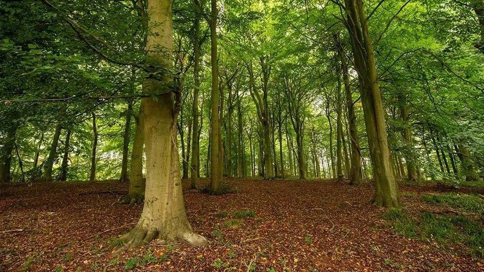 A wood with tall trees covered in green leaves, which create a thick canopy. The sky is only visible every now and then. The forest floor is covered with fallen brown leaves and intermittent low-growing green plants.