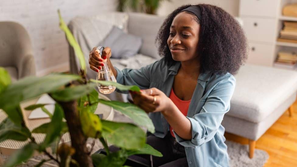 A woman holds a spray bottle to spray the tops of the leaves of her indoor houseplant.