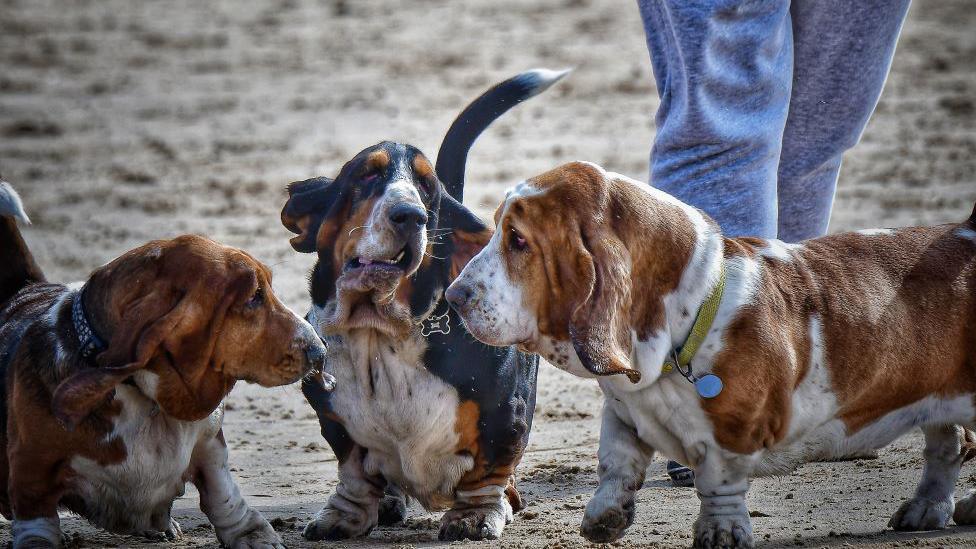 Two white and brown basset hounds with a white, brown and black basset hound on a sandy beach