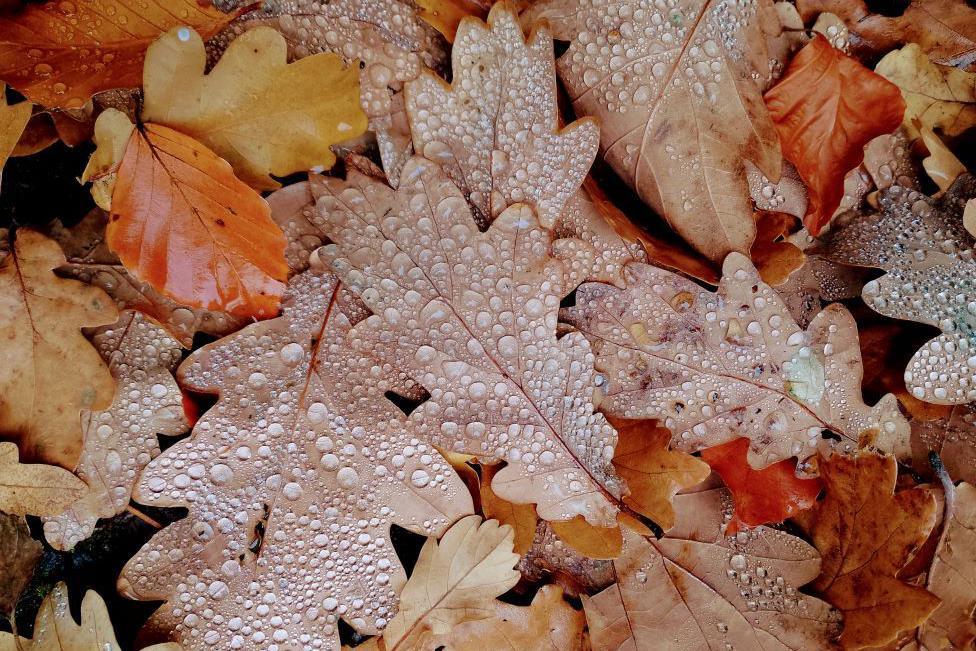 Brown, yellow and rust-coloured leaves covered in water droplets, lying on the ground.