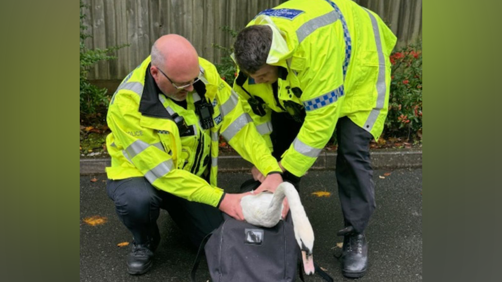 Two police officers putting a swan inside a black duffle bag