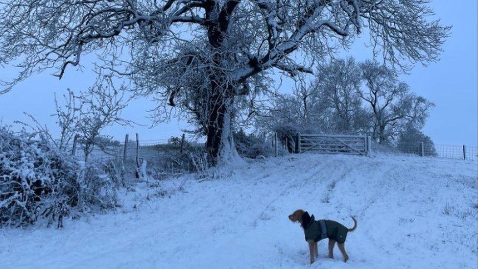 Snow-covered field sloping up to gate with trees and dog wearing green coat.