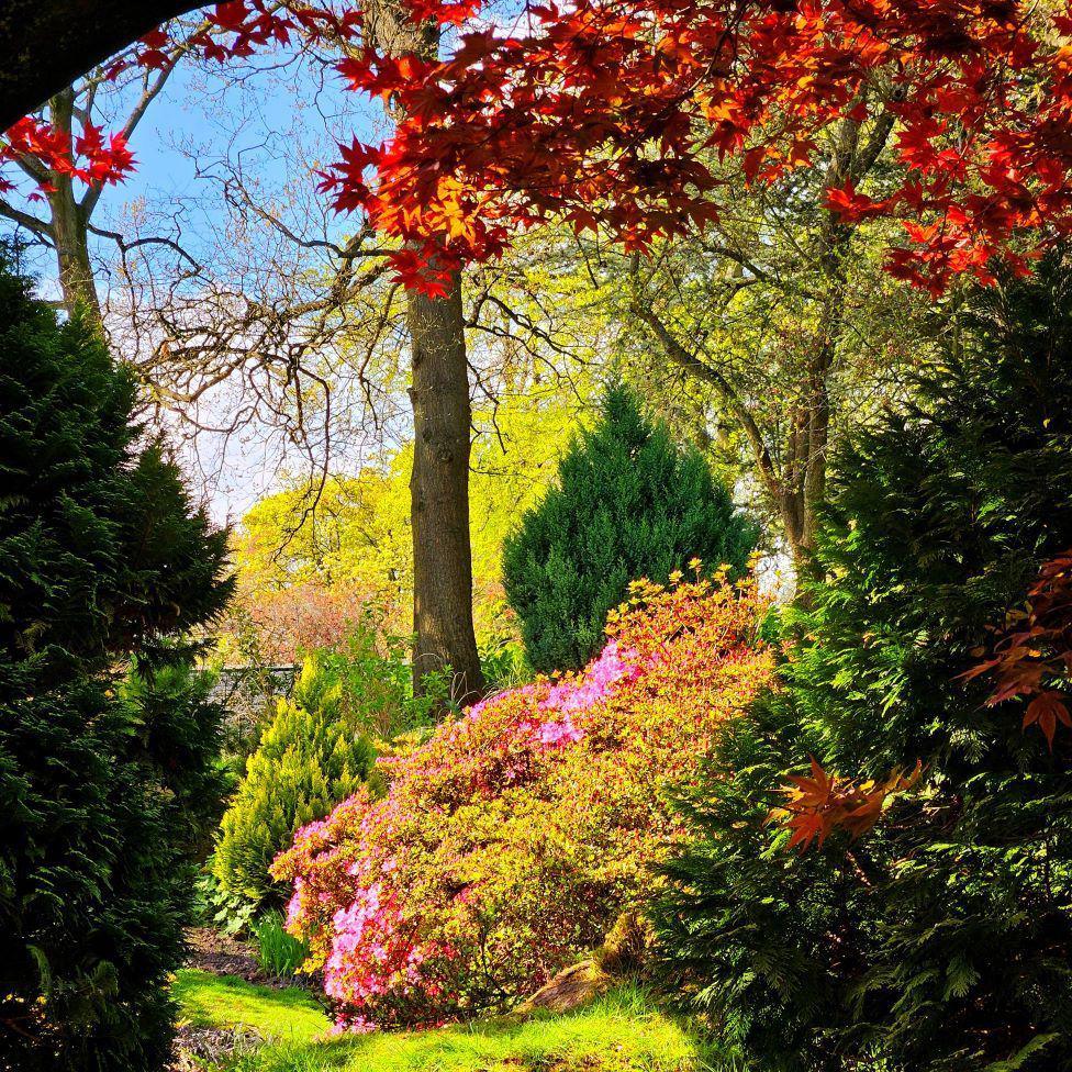 Reds, pinks and greens make this leafy garden scene look very colourful.