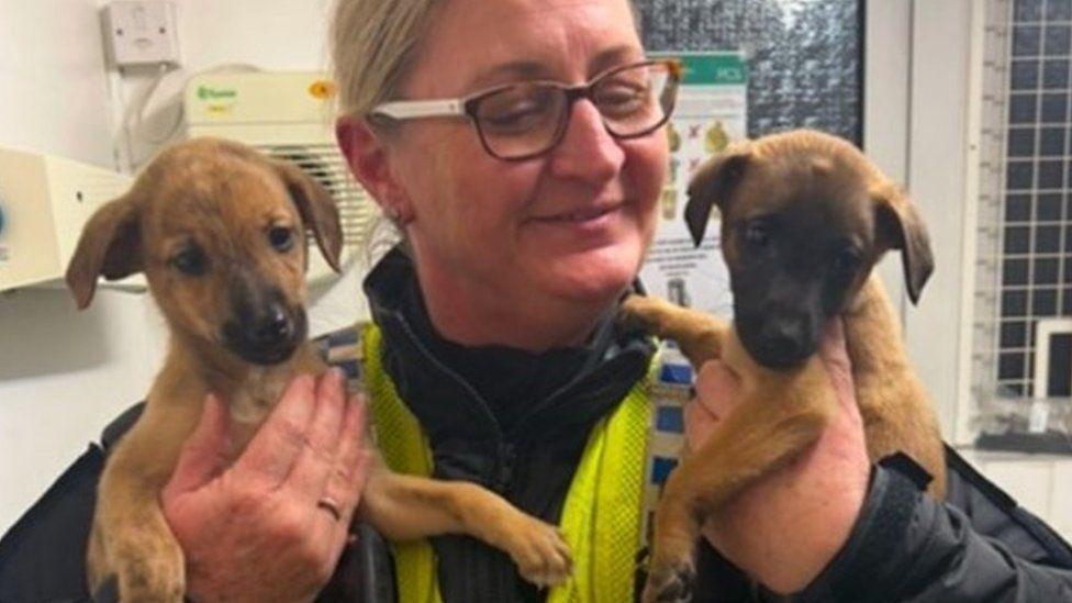 PC Kate Atkinson, who is wearing a police uniform and has blonde hair and tortoise shell glasses, holding up two of the lurchers that have been found.