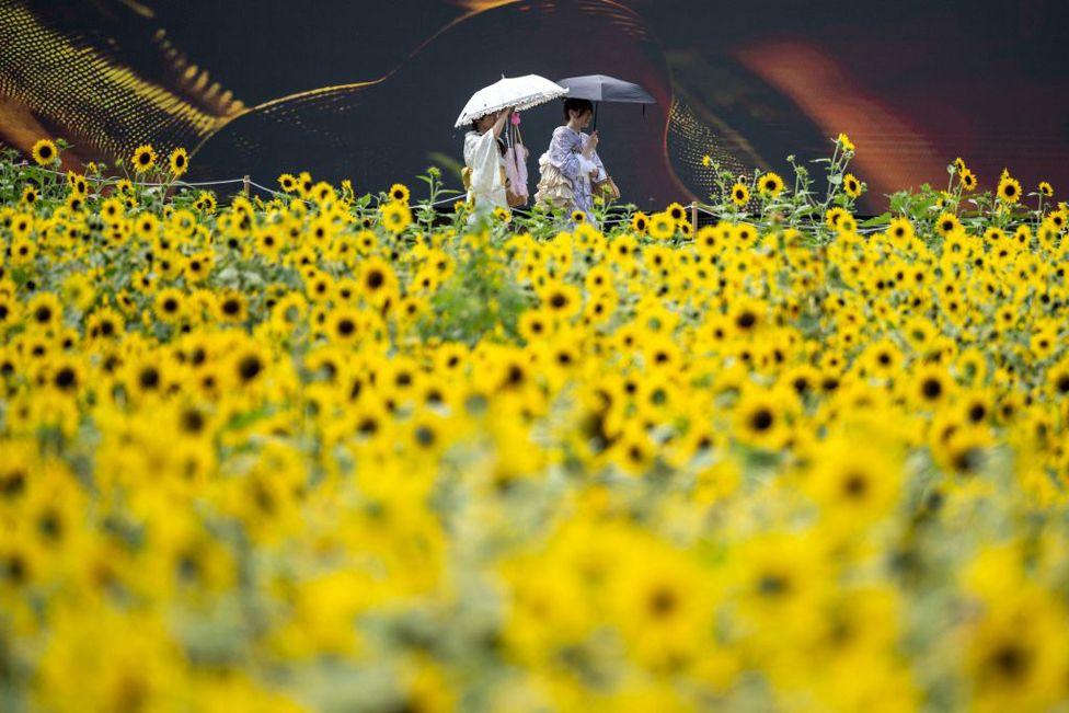 Visitors walk in the sunflower fields at Kasai Rinkai Park in Tokyo on August 2, 2024. 