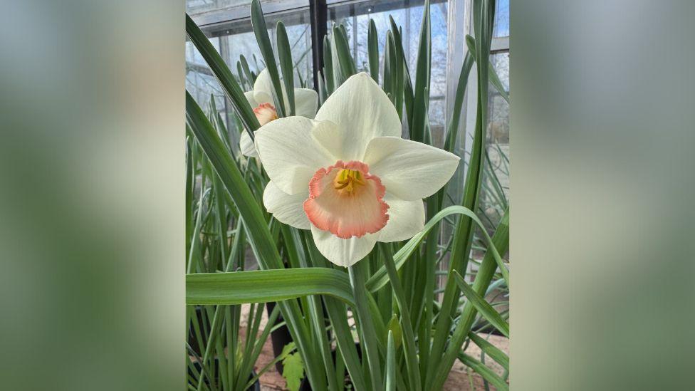 A flower with pale yellow and pink petals, surrounded by green stems.