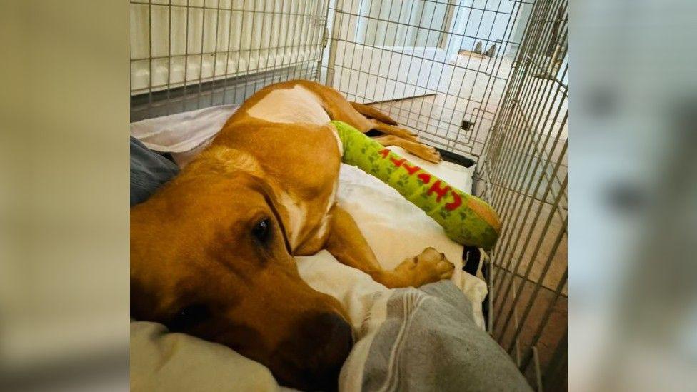 Golden labrador Cherry laying in her crate looking sad with a green cast on her front paw saying 'Cherry' with her side partially shaved