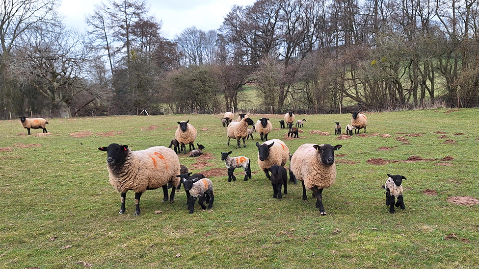 A herd of sheep in a green field with trees in the background