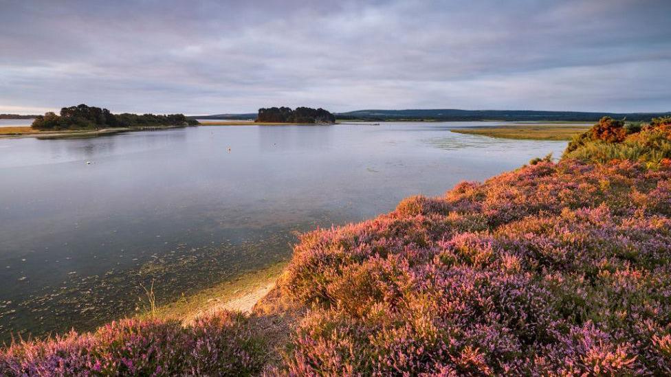 View over Poole Harbour from Arne. Different coloured 