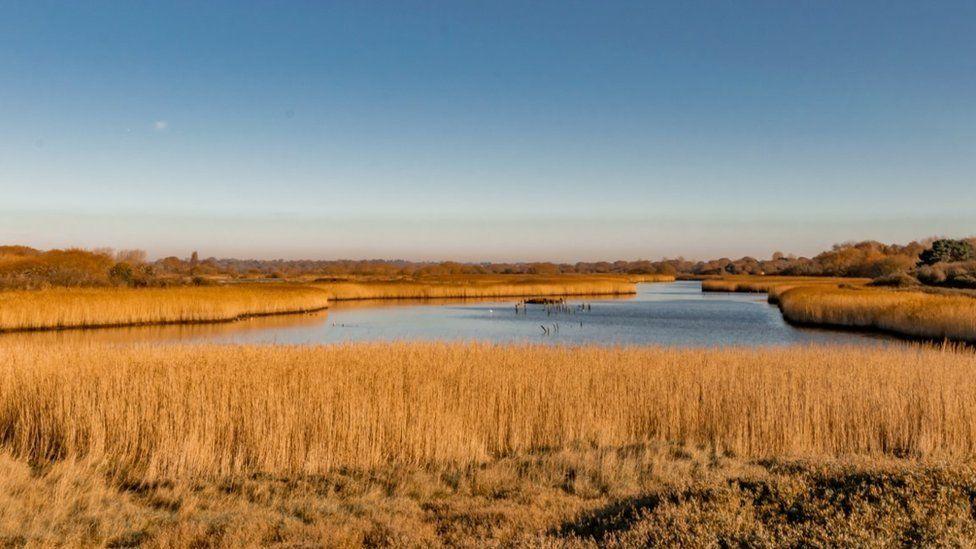 Reeds and water channels at Titchfield Haven, seen in the glow of evening or early morning sunshine