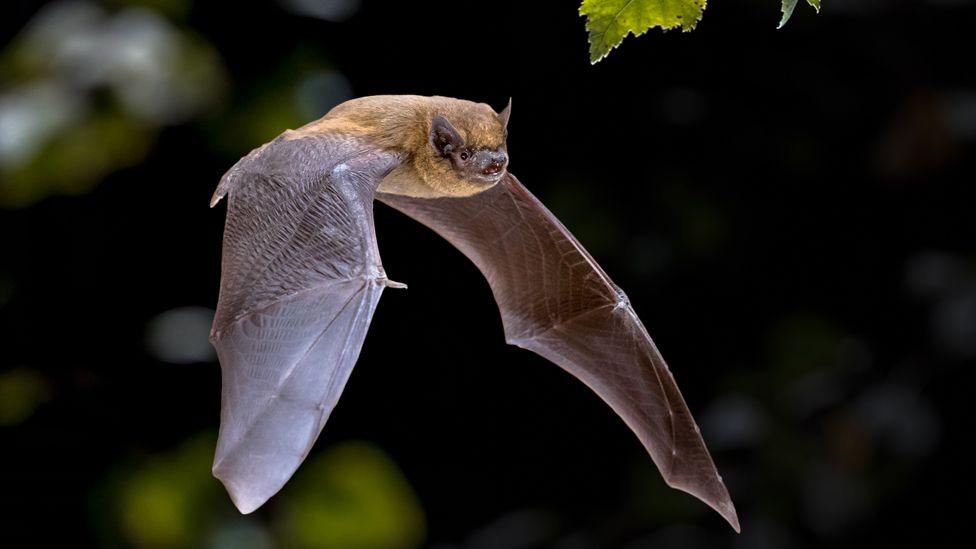 Pipistrelle bat