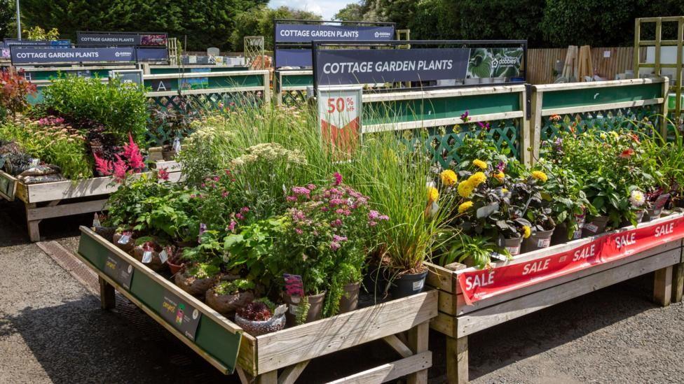 Rows of plants at a garden centre. There is a sign above the row closest to the camera that says cottage garden plants