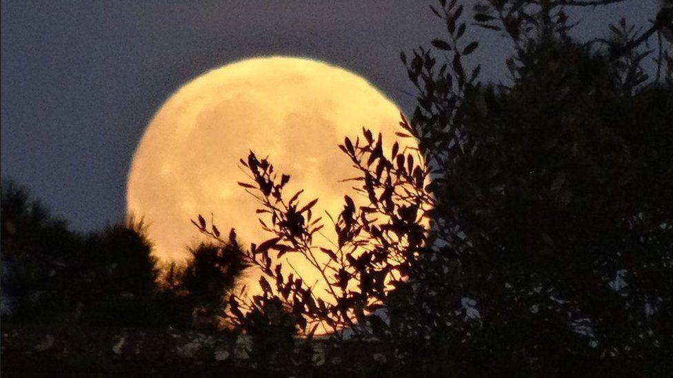 Foliage in silhouette with a large golden moon rising behind