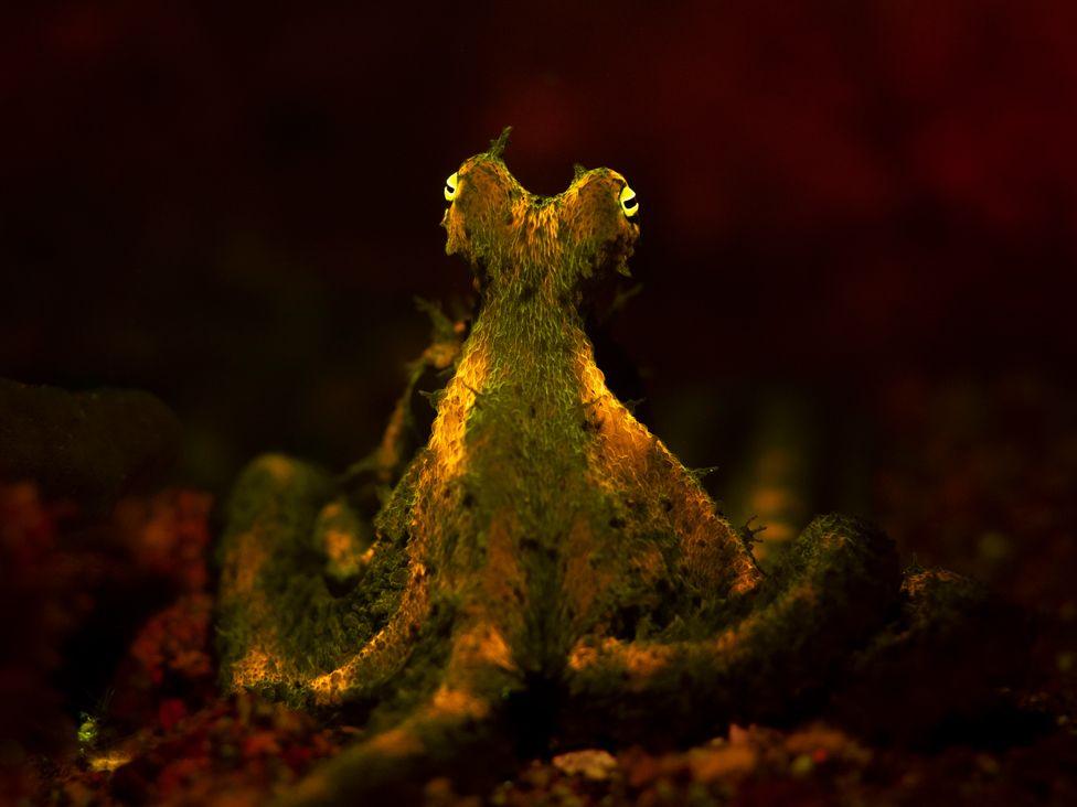 An elusive algae octopus shows off its fluorescence under ultraviolet light.
North Sulawesi, Indonesia
