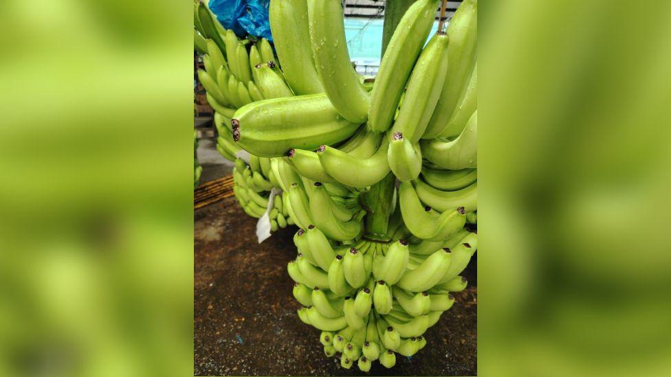 Stem of several hands of green bananas