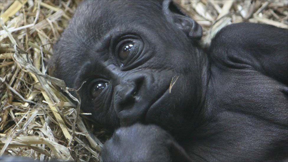 Close up of the face of Meisie as a baby lying on straw